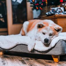 Chien mignon couché sur Omlet Topology lit pour chien avec surmatelas en peau de mouton et pieds carrés en bois