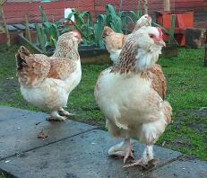 Poulettes naines de Faverolles