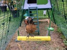 Une petite poule brune et blanche sur une balançoire à l'intérieur d'un parcours pour poule attaché à un poulailler Go up