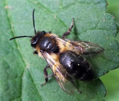 Abeille noire britannique