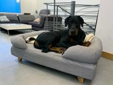 https://www.chienderace.eu/panier-pour-chien-avis-lit-bolster-omlet/