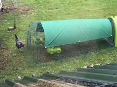 Des poules de printemps !