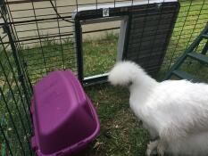 Poulet dans le parcours avec Autodoor attaché au parcours