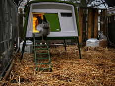 Le poulet qui rentre pour la nuit