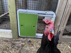 Un poulet curieux devant sa porte automatique verte attachée à une piste