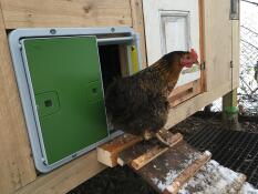 Une poule qui sort de son poulailler par la porte automatique du poulailler