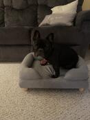 Minuit le frenchie approuvé !