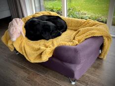 Un chien et un propriétaire très satisfaits ? ???