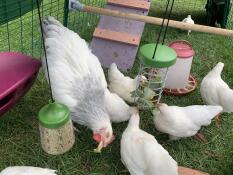 Beaucoup de petits poulets qui mangent à partir d'un support de friandises Caddi et un jouet à picorer suspendu avec du maïs à l'intérieur.