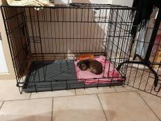 Notre petite dolly de 7 semaines
