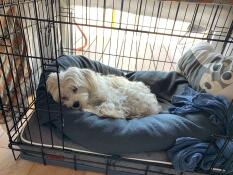 petite sieste pour mon Snoopy : il y va tout seul ,donc c’est un succès 