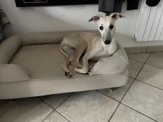 Un chien se reposant sur son lit à traversin en mousse à mémoire de forme beige