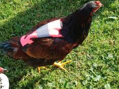 Poulet au rose Omlet veste de poulet hivis