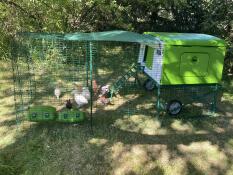 Les poussins de 7 semaines adorent leur nouvelle maison !