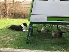 Le chien aime regarder les poulets.