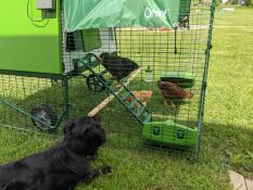 Un chien observant trois poulets dans leur parcours attaché à un poulailler vert