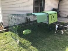 Enquête sur les chats Omlet vert Eglu Cube grand poulailler et parcours pour poules