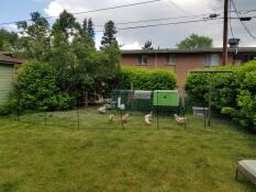 Des poules derrière une clôture à poules avec un poulailler Cube et un parcours attaché