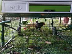 Poulets sous un poulailler Cube 