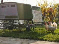 Grand poulailler vert Cube avec deux poulets à l'extérieur du poulailler