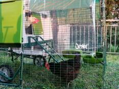 Grand poulailler vert dans un jardin avec un parcours pour les poules
