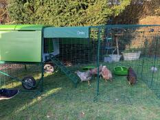 Omlet vert Eglu Cube grand poulailler et parcours avec poules dans le jardin