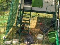 Trois poulets à l'intérieur d'un tunnel avec un poulailler Cube et une couverture