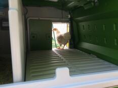 Poulets dans Eglu Cube grand poulailler