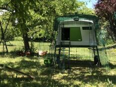 Un grand poulailler vert Cube avec un parcours attaché