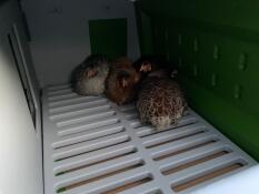 Poulets à l'intérieur Omlet Eglu Cube grand poulailler