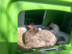 Deux poulets se sont assis dans une section de nidification du poulailler Cube 