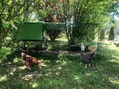 Un poulailler Cube avec un parcours et des couvertures dans un jardin avec des poulets à l'extérieur