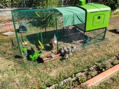 Des poules dans leur poulailler avec un parcours de 2 mètres, avec des accessoires