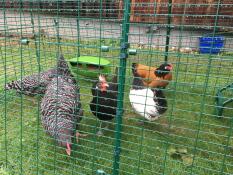 Poulets dans Eglu Cube grand parcours de poulailler