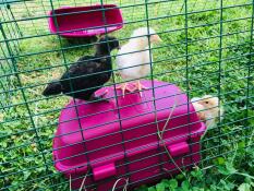 Poussins dans Eglu Cube grand poulailler et parcours pour poules