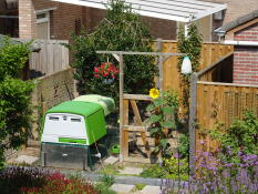 Omlet vert Eglu Cube grand poulailler et parcours dans le jardin