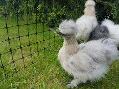 Trois poulets gris et blancs duveteux derrière un grillage à poules