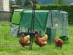 Trois poulets orange derrière un grillage avec un poulailler vert Cube et un parcours avec des couvertures par-dessus