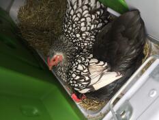 Des poules qui pondent des œufs dans le nichoir.