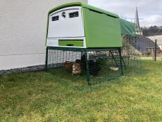 Omlet vert Eglu Cube grand poulailler et parcours avec poules