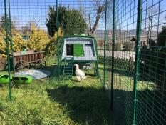 Un grand oiseau blanc se tenait à l'extérieur d'un poulailler Cube avec un parcours attaché