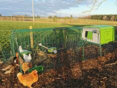 Poulets dans un poulailler vert avec un parcours de 3m