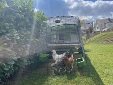 Des poulets profitant du soleil depuis leur parcours