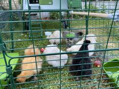 Omlet vert Eglu Cube grand poulailler et parcours avec poules