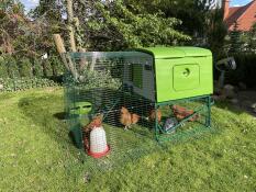 Quatre poules picorant de l'herbe dans le parcours de leur poulailler vert