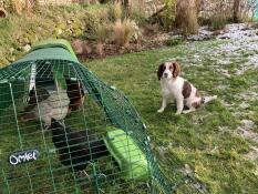 Des poulets picorant de l'herbe dans leur parcours, avec un chien assis à côté d'eux