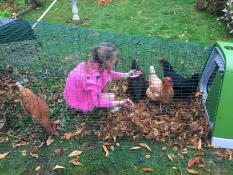 Une petite fille donnant à manger à ses poulets dans un poulailler.