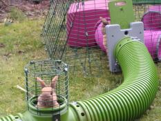 Un lapin qui sort la tête de sa tour de guet dans son tunnel vert