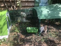 Lapin dans un parcours avec une cage verte Go 