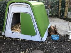 Un clapier à lapins Eglu - le lapin est heureux !